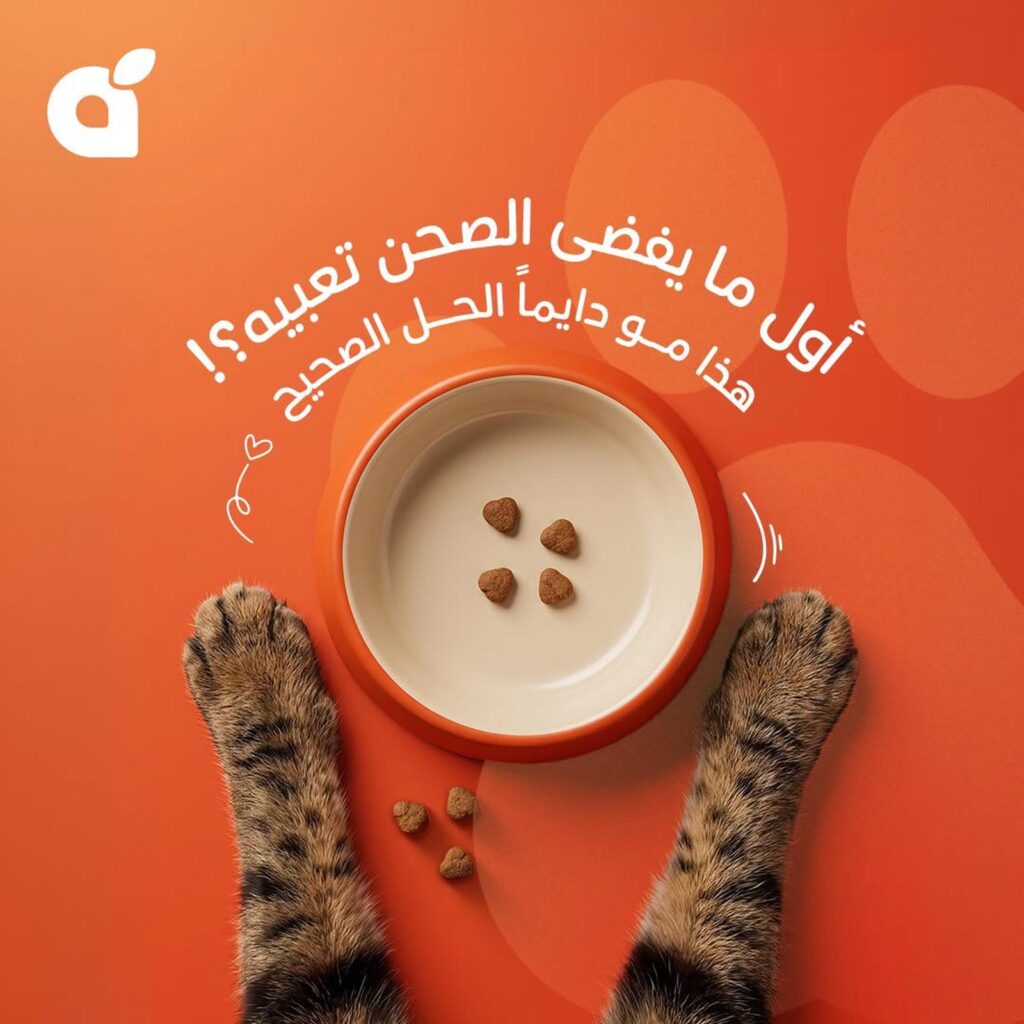 عروض بنده على طعام القطط 11 أغسطس 2026 - مجلة بندة