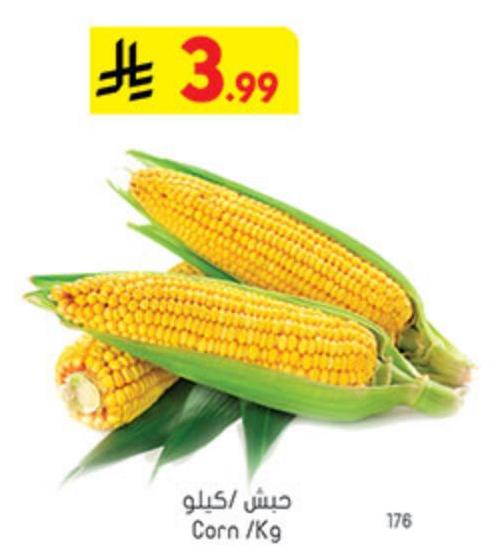 حبش /كيلو
