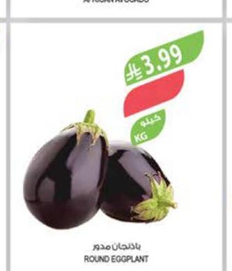 باذنجان مدرو
