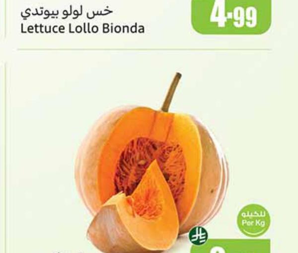 قرع كبير